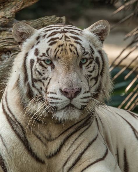 White Bengal Tiger Panthera Tigris Tigris With Blue Eyes Staring At