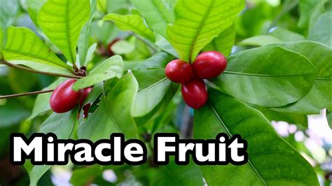 All About Miracle Fruit Youtube