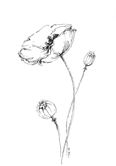 Poppy Print Pen And Ink Poppy Drawing Poppy Flower Flower Drawings