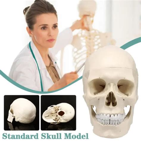 Life Size Human Anatomical Anatomy Resin Head Bone Model Skull Teaching