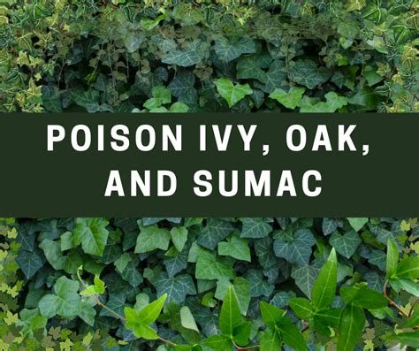 Poison Ivy Oak And Sumac Nip It In The Bud Prestige Medical Group