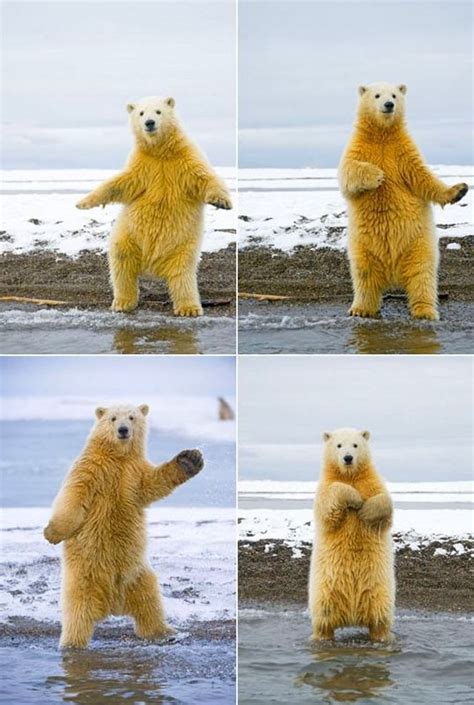 Funny Polar Bear Dancing Funlexia Funny Pictures