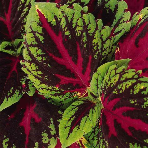 Red Coleus Foliage Plant Seed Coleus Red Kong Flower Seed
