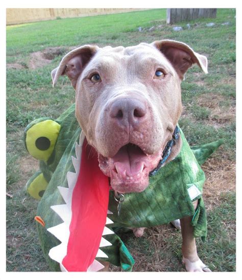 The 70 Greatest Pit Bull Halloween Costumes Ever Page 8 Of 23 The Paws