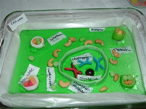 20 Hands On Plant And Animal Cell Activities Teaching Expertise