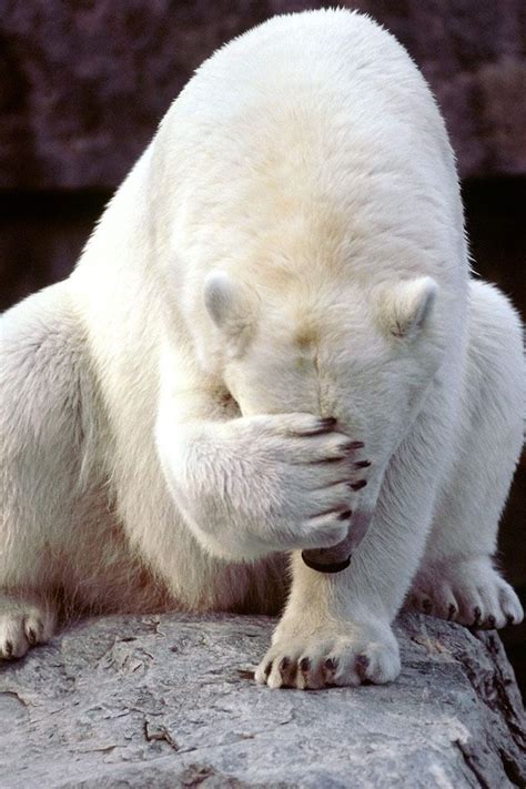 Pin By Emmy V On Hahaha Polar Bear Funny Bears Bear