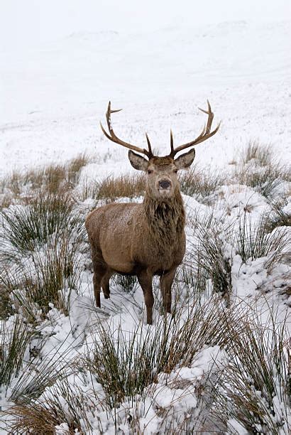 Red Deer Stag Scotland Stock Photos Pictures And Royalty Free Images