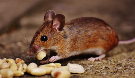 Mice Control Suffolk And Essex 7 Facts About Mice