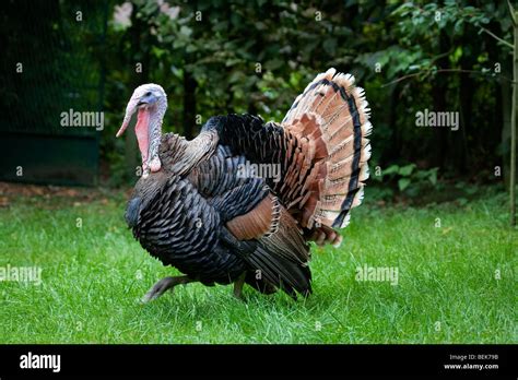 Male Domestic Turkey Meleagris Gallopavo At Poultry Farm Stock Photo