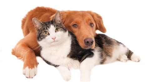 Its Official Dogs Are More Loving Than Cats Says Study