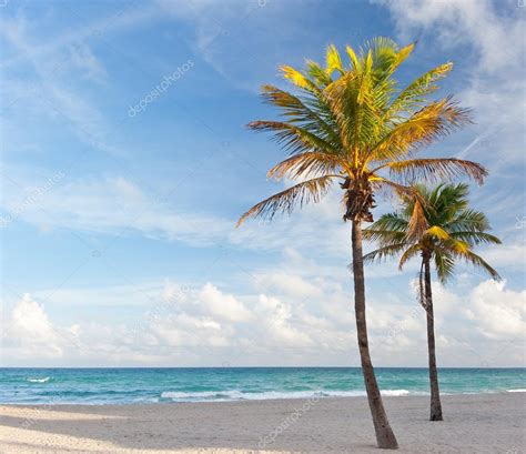 Tropical Beach In Miami Florida With Palm Trees Stock Photo By