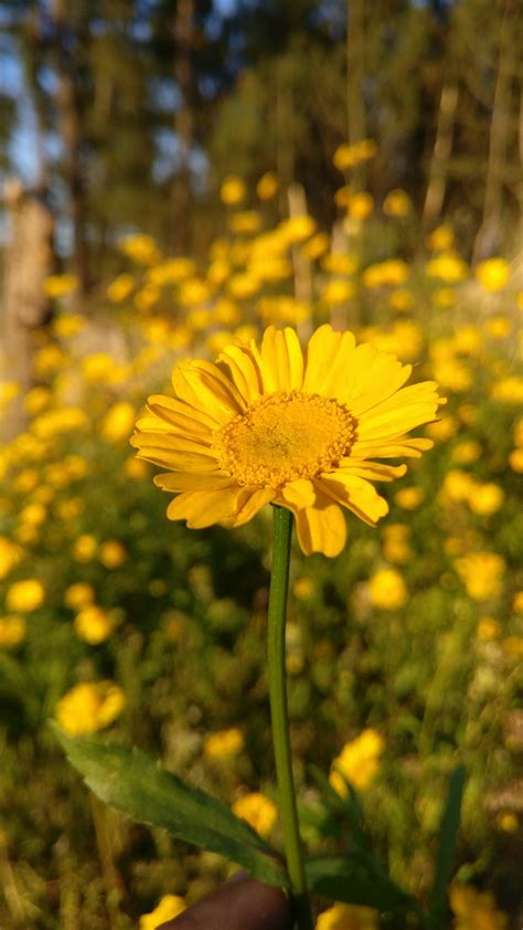 Galleria fotografica di 115 esemplari di fiori spontanei fotografati nel parco. Fiori Gialli In Primavera