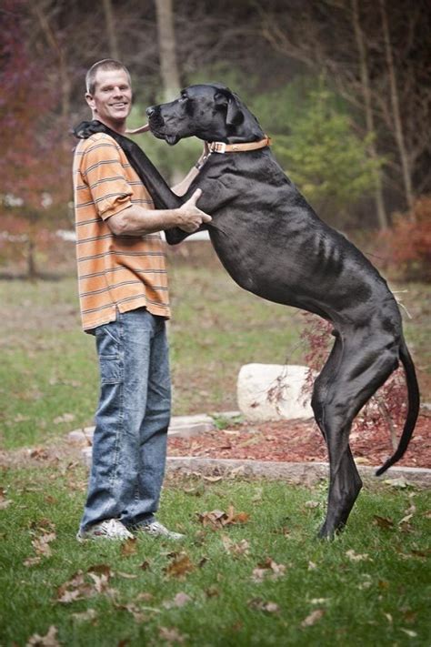 What is the heaviest dog? Cute Dogs|Pets: Zeus~World's Tallest Dog 2013