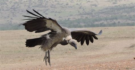 Another Mass Poisoning Of Vultures In Southern Africa Birdguides