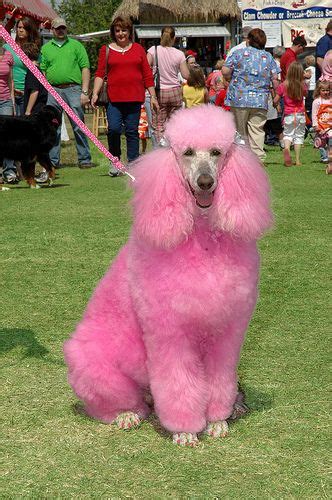 Poodle Dyed Pink Pink Poodle Pink Puppy Pretty Dogs