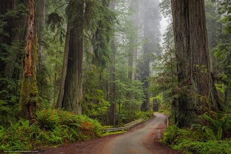 Download Wallpaper Redwood State Park Forest Trees Road