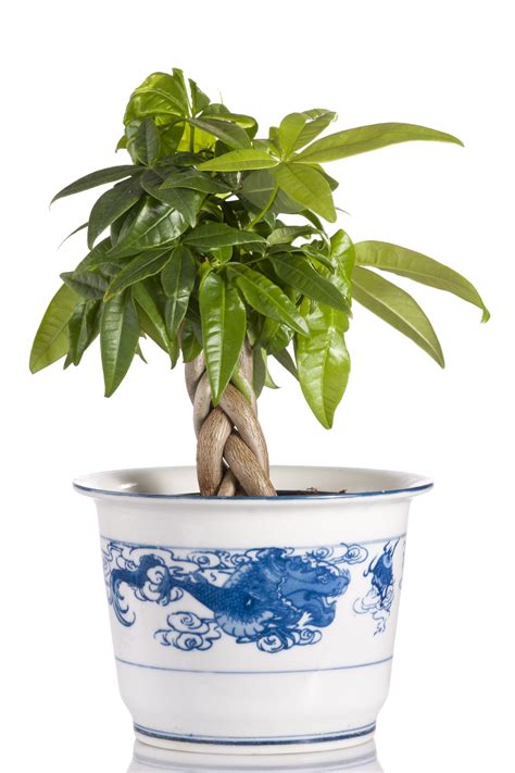 This is a decisive factor for those who have never tried themselves in the role. How to Care for a Money Tree in 2020 | Money trees, Money tree plant, Trees to plant