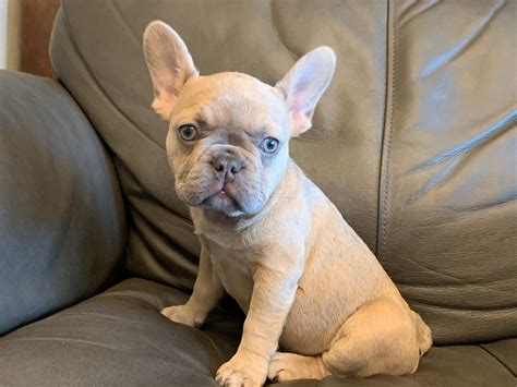French Bulldog Pup Available Lilac Fawn Please Text Or Call For More