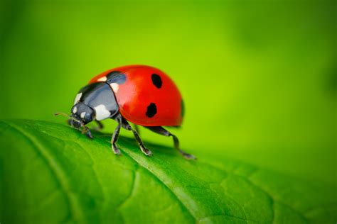 ladybugs facts types lifespan classification habitat pictures