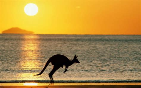kangaroo picture - HD Desktop Wallpapers | 4k HD