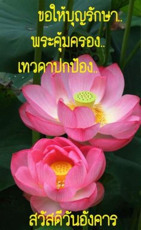 สวัสดีวันอังคาร สดใสคร่า น้ อ งง เ พ ช รร แ ถวว & น้ อ ง ด า วว & น้ อ งง หั ว จ ายย & น้ อ งง พิ กุ ลล คร่า จุ๊บๆ. สวัสดีตอนเช้า สวัสดีวันอังคาร สดใส พร้อมคำอวยพร - รูปภาพ ...