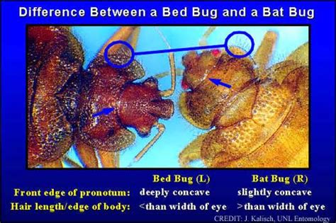 Difference Between Bat Bug And Bed Bug