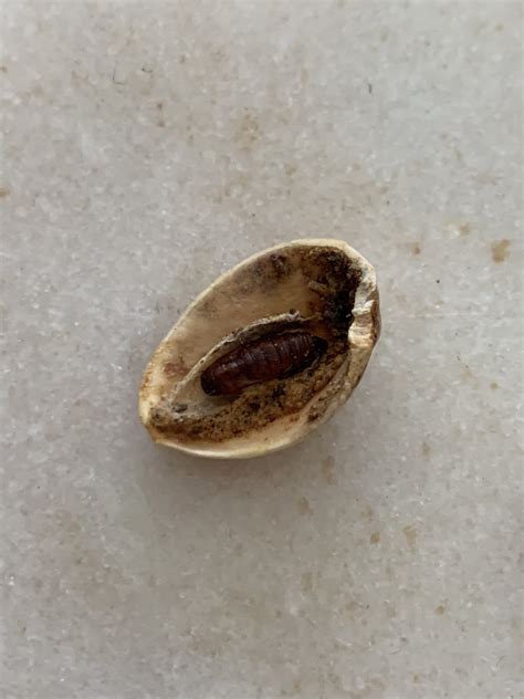 Absolutely Vile Maggots Found In Morrisons Bag Of Pistachios London Tv