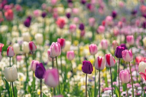 Bed Of Purple White And Pink Petaled Flowers Tulips Hd Wallpaper