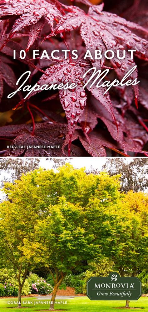 10 Facts Every Japanese Maple Lover Needs To Know Japanese Maple