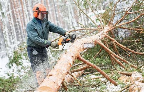 Is Winter A Good Time For Tree Care Five Star Tree Services