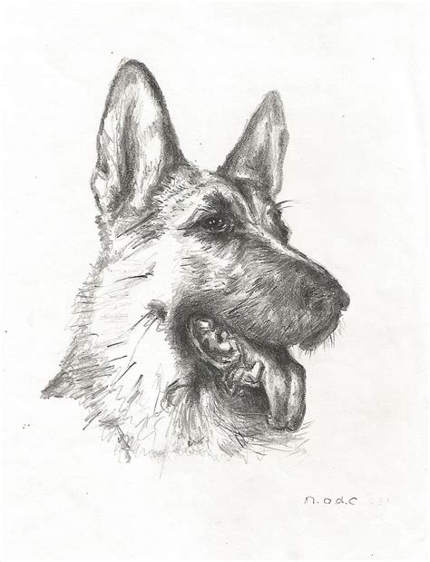 7 Easy Tutorials On How To Draw A German Shepherd Dog Or Puppy Dog