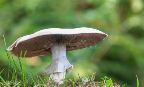 Large White Mushroom Stock Photo Image Of Stem Mushroom 76849436