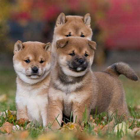 Shiba Inu Puppies For Sale And Breeders In California