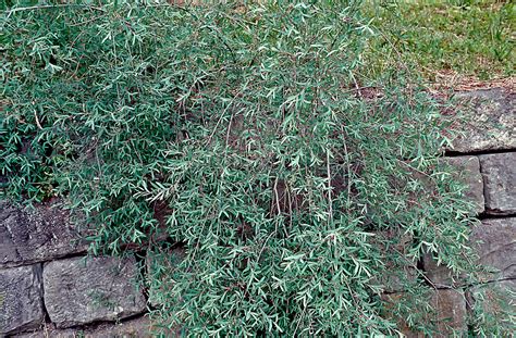 Salix Purpurea Pendula H Nge Purpurweide W Rlein