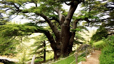 Epic Of Gilgamesh And The Cedars Of Lebanon Lebanonuntravelled Com