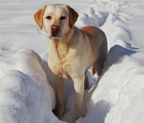 Winter Labrador Retriever Dog Photo And Wallpaper Beautiful Winter