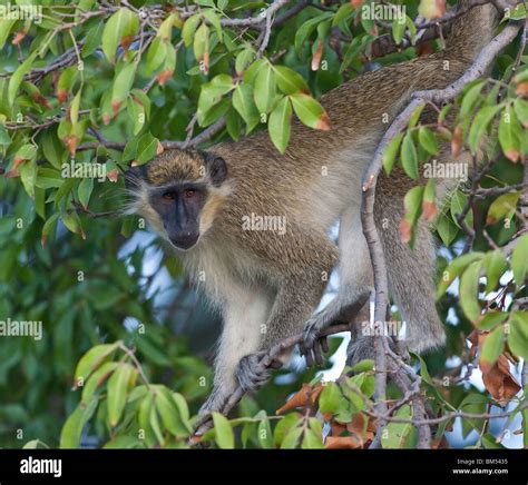 Green Monkey Barbados Chlorocebus Sabaeus Stock Photo Alamy