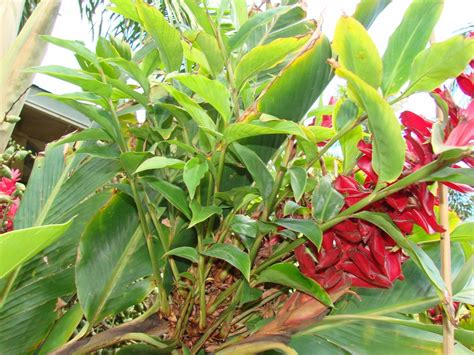 Red ginger red ginger is the only seeding plant like ginger and galangal. Polynesian Produce Stand : ~RED GINGER~ ALPINIA PURPURATA ...