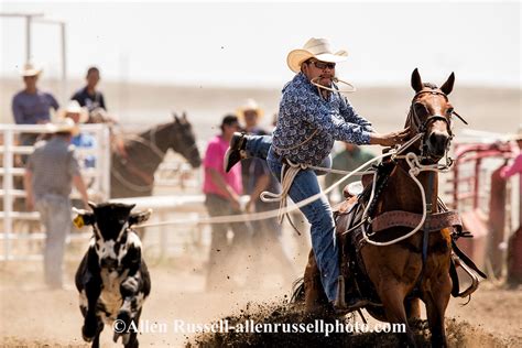 Rocky Boy Rodeo Navajo Indian Cowboy Roy Begay Competes In Tie Down