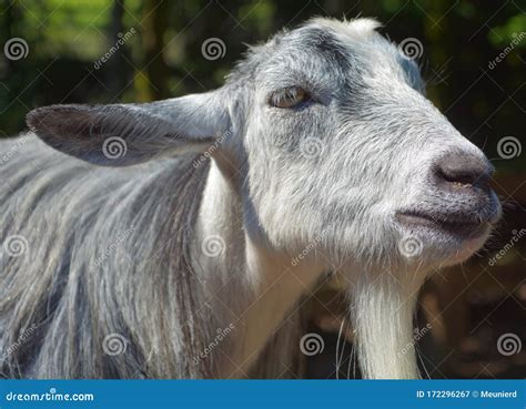 The Domestic Goat Capra Aegagrus Hircus Stock Image Image Of Beard