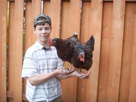 Backyard Chickens Rule The Roost In West Washington County