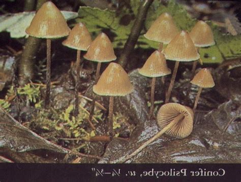 Mushroom Identification Photos Oregon
