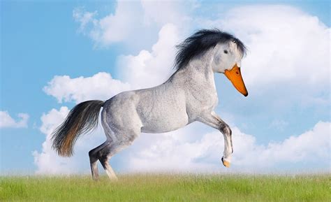 Download Duck Horse Horse Ducks Royalty Free Stock Illustration Image