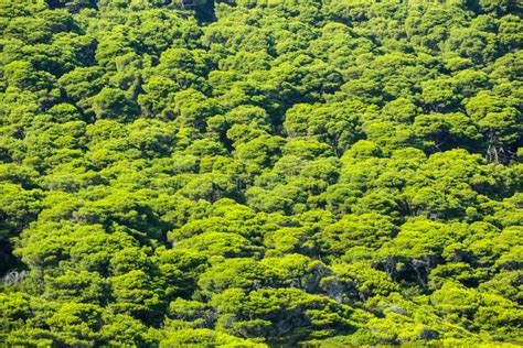 Treetops Aerial Top View Green Tree Forest Different Species Cultivar