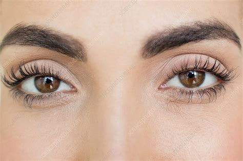 Woman With Brown Eyes Stock Image F0196556 Science Photo Library