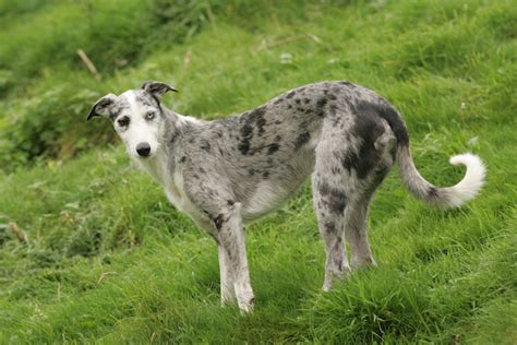 Lurchers The Characteristics Of This Working Dog And Loyal Companion