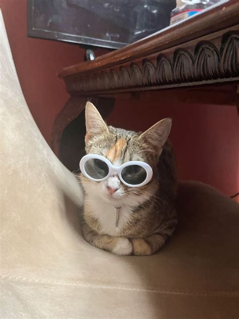Cat Wearing Sunglasses In 2022 Cats Cute Animals Animals