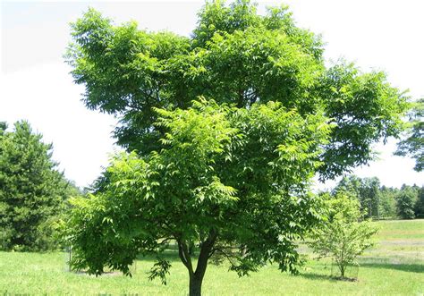 пробковое дерево — Древень
