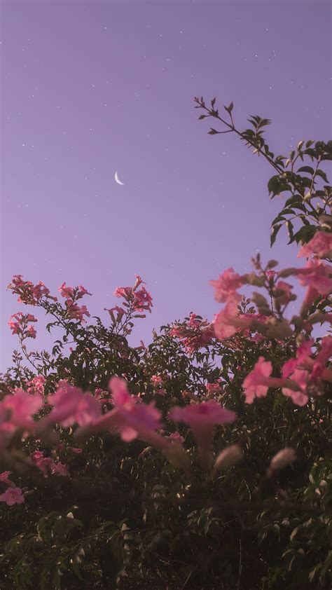 114 images about lilac aesthetic on we heart it see more about purple lilac and aesthetic. Evening flowers - Pink aesthetic wallpaper | Sky aesthetic ...