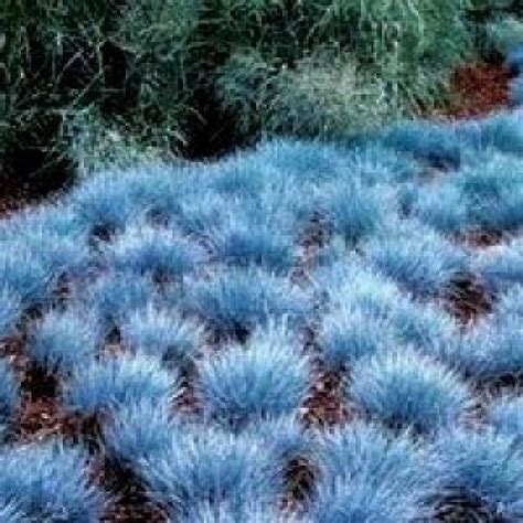 Blue Fescue Grass X 1 Plants Festuca Glauca Hardy Garden Rockery Border